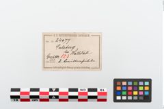 Etikett zu Bronzebrillenfibel (NHMW-PRAE-024077)